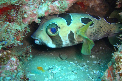 dream-beach-lodge (10)