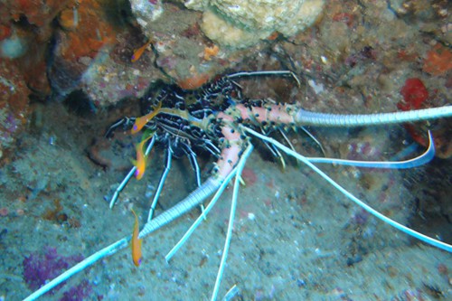 dream-beach-lodge (11)