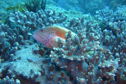 dream-beach-lodge (14)