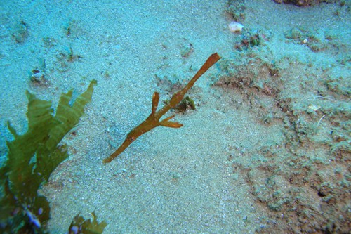 dream-beach-lodge (15)