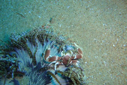 dream-beach-lodge (3)