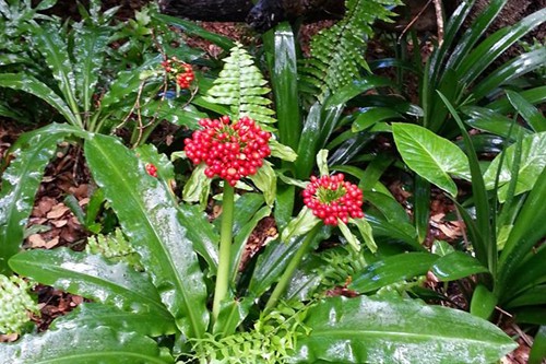 dream-beach-lodge-standard-chalets (6)